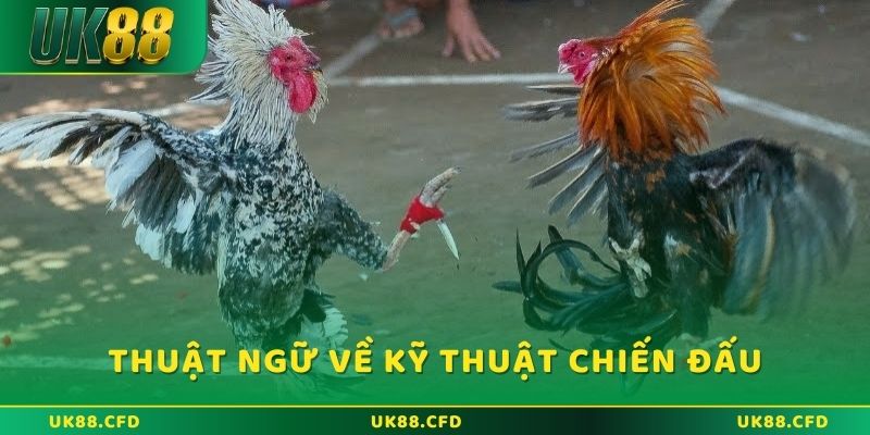 Thuật ngữ đá gà để chỉ kỹ thuật chiến đấu