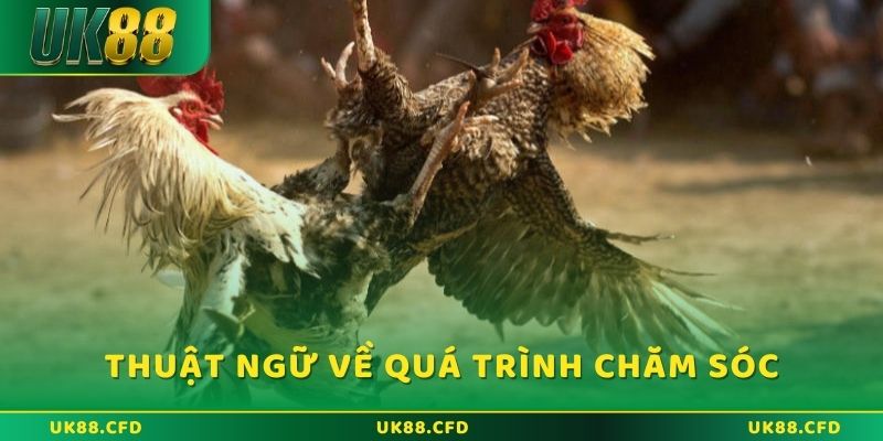 Thuật ngữ đá gà trong quá trình nuôi và chăm sóc chiến kê