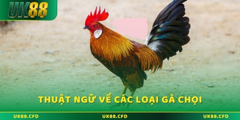 Thuật ngữ đá gà về các loại gà chọi